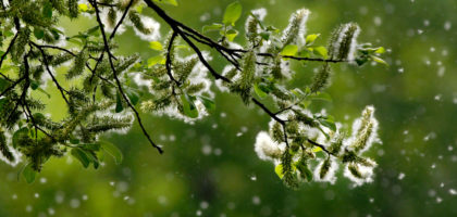 Winter Weather Impacts Spring Allergies