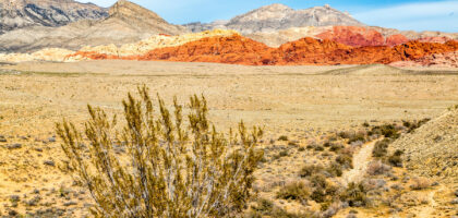 Desert sagebrush near Las Vegas, a common source of allergens.