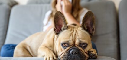 Get your home ready for holiday guests with pet allergies.